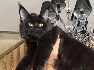 Maine Coon cats Big size maine coon, black with white - Advert 5