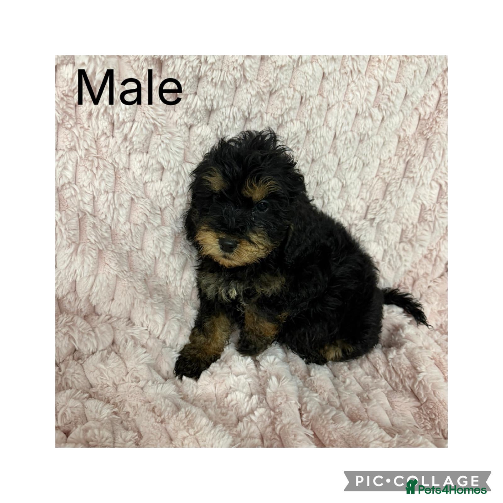 Cockapoo dogs 5 f1 cockapoo Puppies available  - Advert 1
