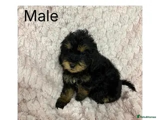 Cockapoo dogs 5 f1 cockapoo Puppies available - Advert 1