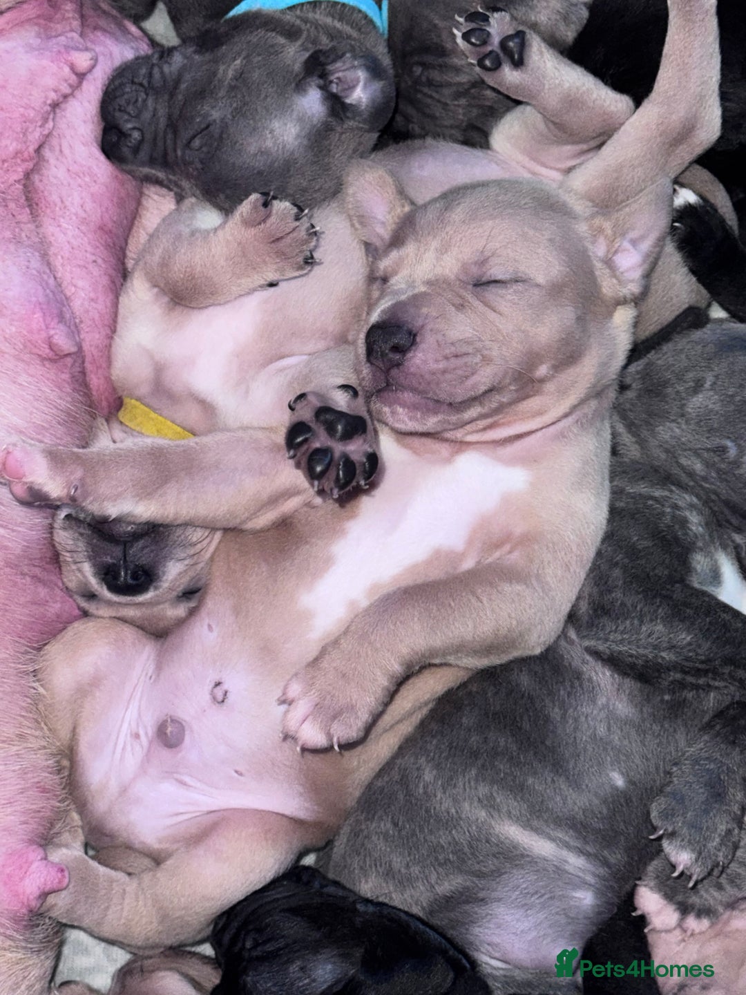 Mixed Breed dogs for sale: 7 Beautiful Staffys left - Advert 12