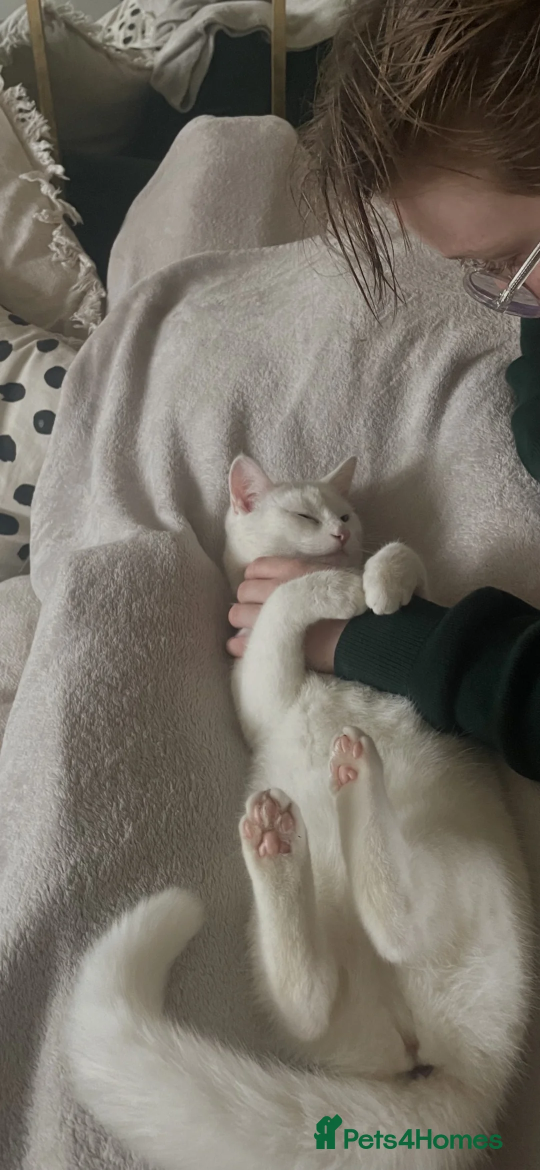 British Shorthair cats for sale: One year old pure white cat in West Wickham - Advert 2