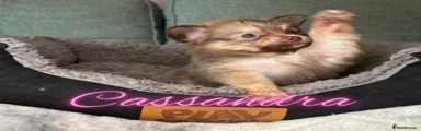 Cassandra