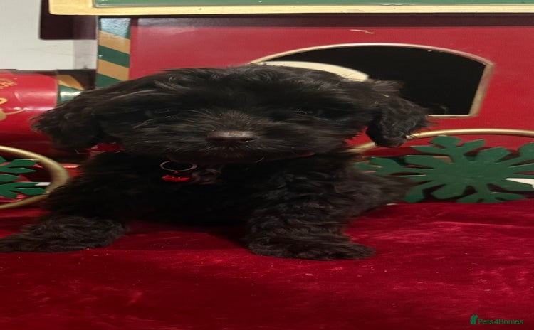 Cockapoo dogs cockapoo puppies ready now  - Advert 16