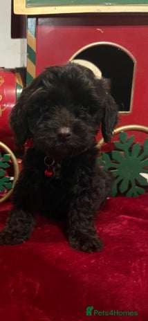 Cockapoo dogs cockapoo puppies ready now - Advert 16