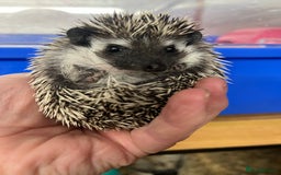 Pygmy Hedgehog rodents for sale: Stunning super friendly hoglets ready now!  - Image 12