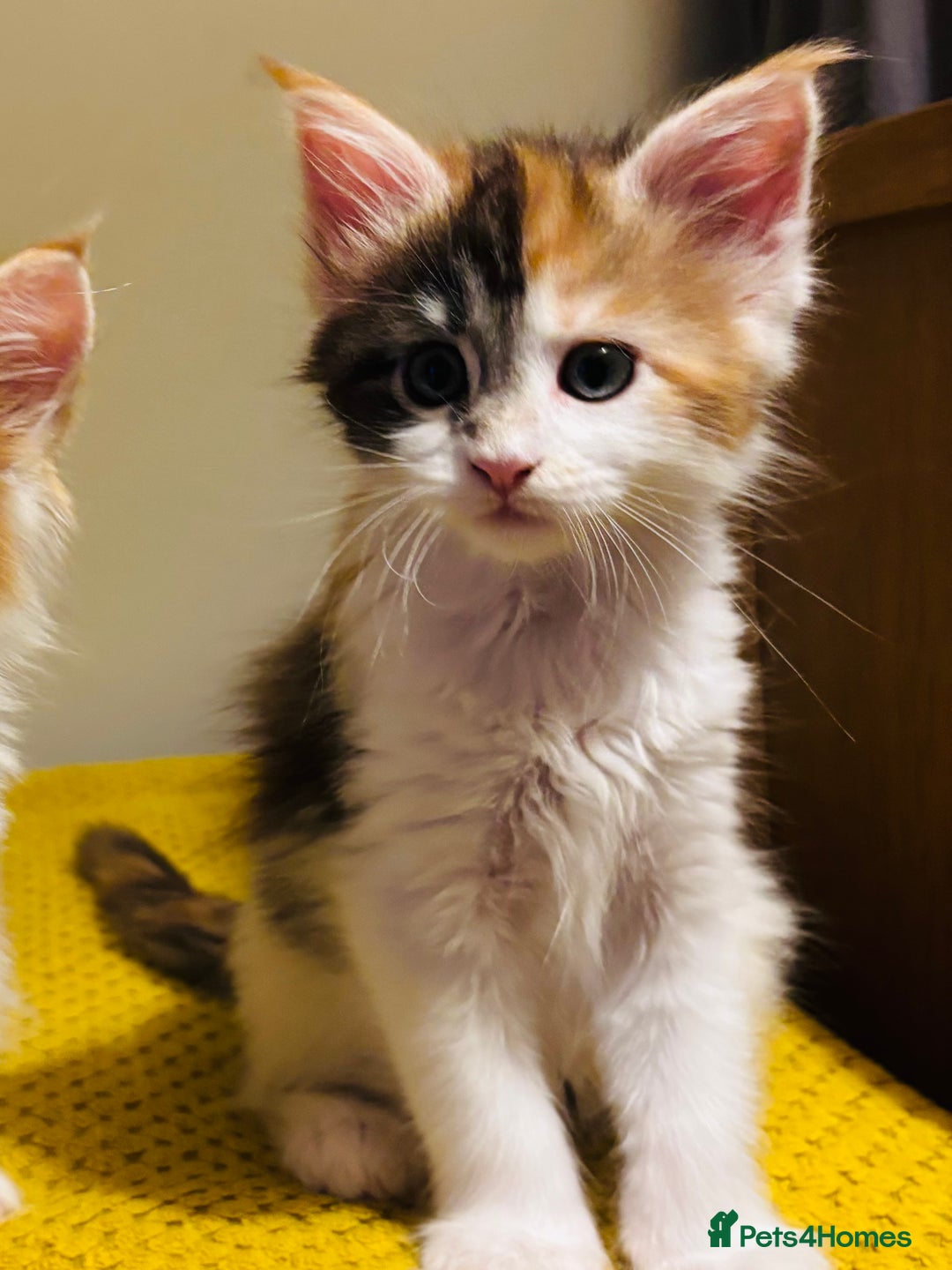 Maine Coon cats for sale: Beautiful Maine coon kittens  - Advert 8