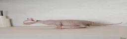 Sphynx cats for sale: Rare tabby champion Sphynx kittens  - Advert 3