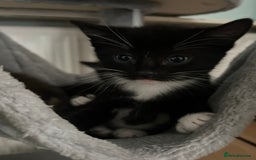 Mixed Breed cats for sale: 2 adorable boys READY TO GO - Image 15