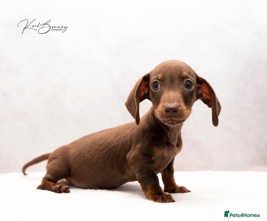 Miniature Dachshund dogs for sale: ONE TINY CHOC/TAN smooth haired male dachshund - Image 37