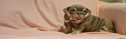 English Bulldog dogs for sale: Quality puppies available  in Bradford - Advert 12