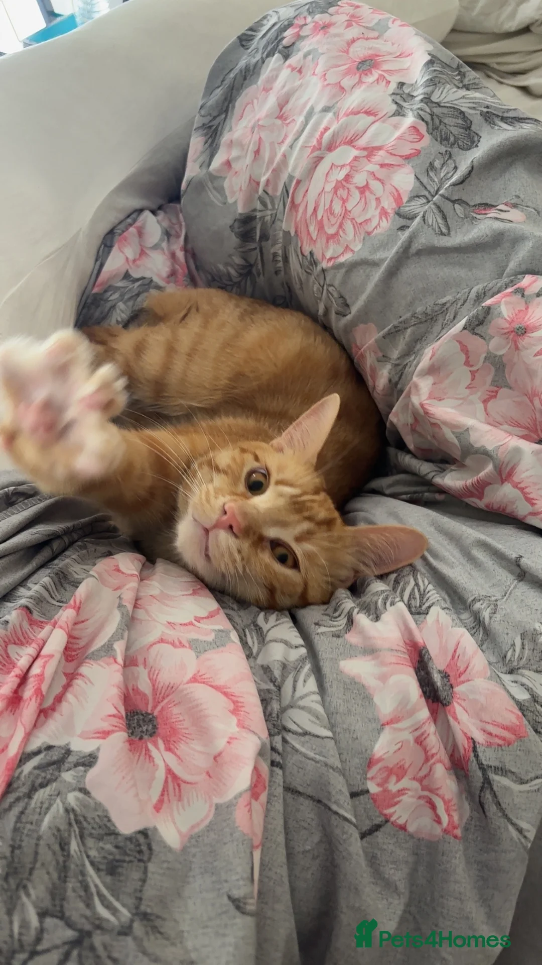 Mixed Breed cats for sale: Two lovely cats Tokyo and Ace in Walsall - Advert 6