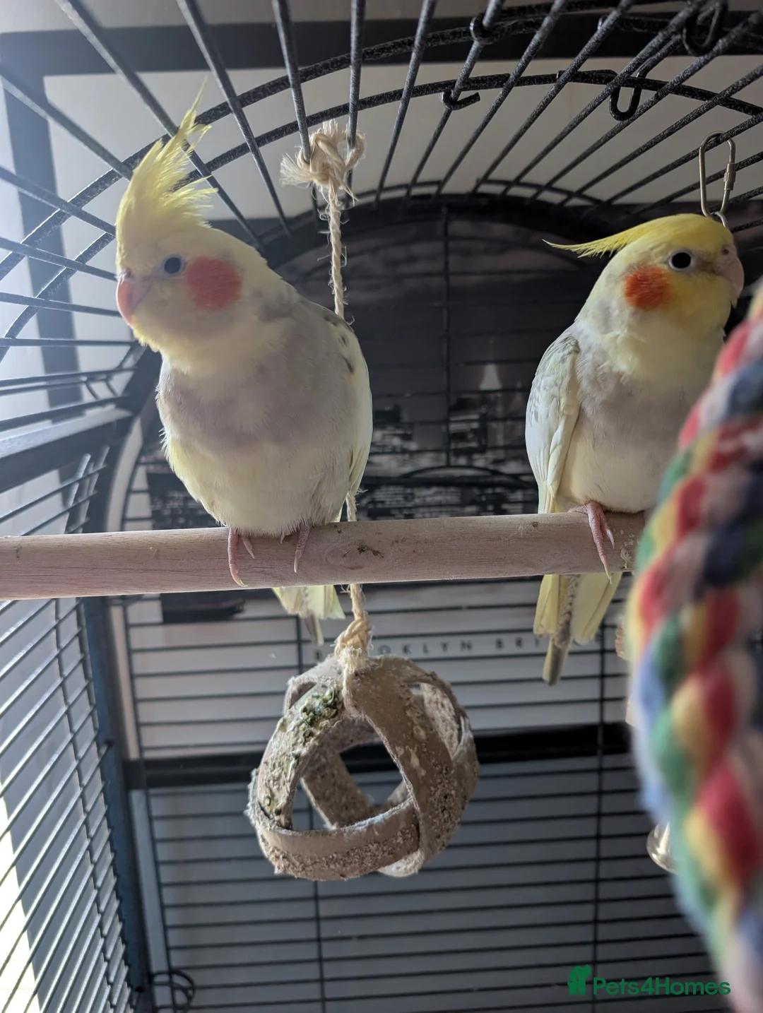 Cockatiels birds for sale: 2 twin brother cockatiels  - Advert 3