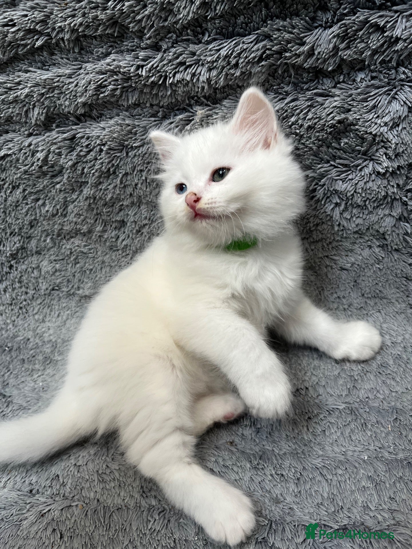 Turkish Angora cats Turkish Angora Long-hair kittens - Advert 6