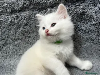 Turkish Angora cats Turkish Angora Long-hair kittens - Advert 6