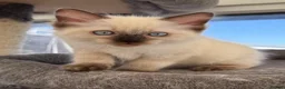 Ragdoll cats for sale: Stunning male ragdoll - Advert 9
