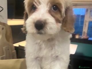 Australian Labradoodle dogs Absolutely Stunning Australian Labradoodle Puppies - Advert 4