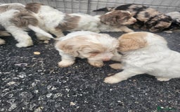Cockapoo dogs for sale: Cockapoo puppies 🐶  - Image 20