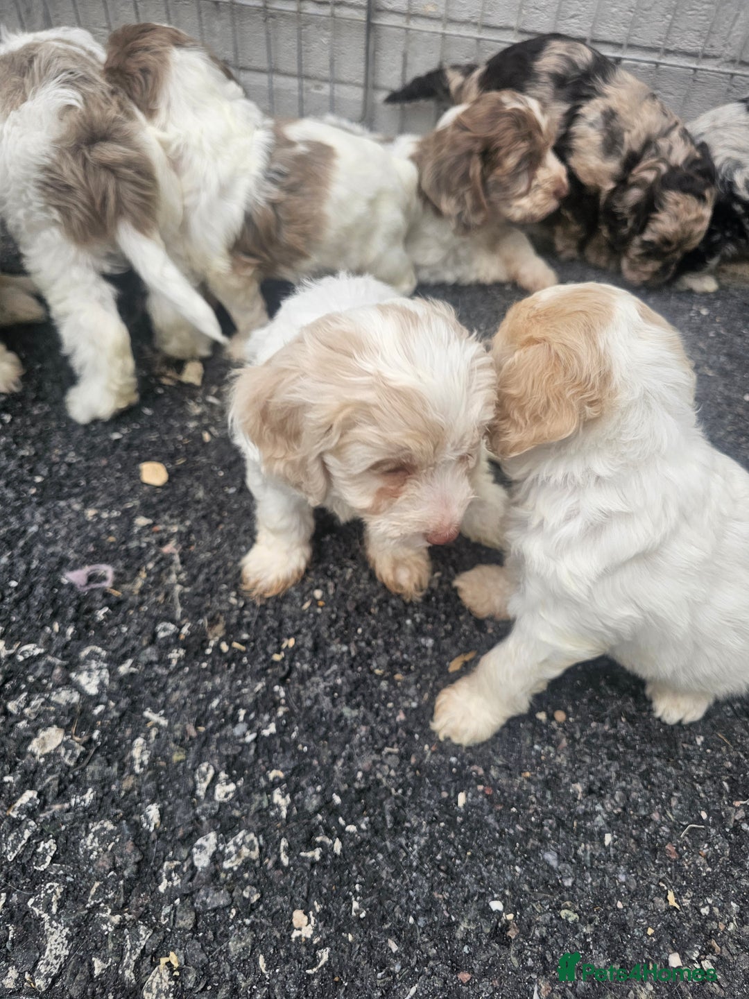 Cockapoo dogs for sale: Cockapoo puppies 🐶  - Image 20