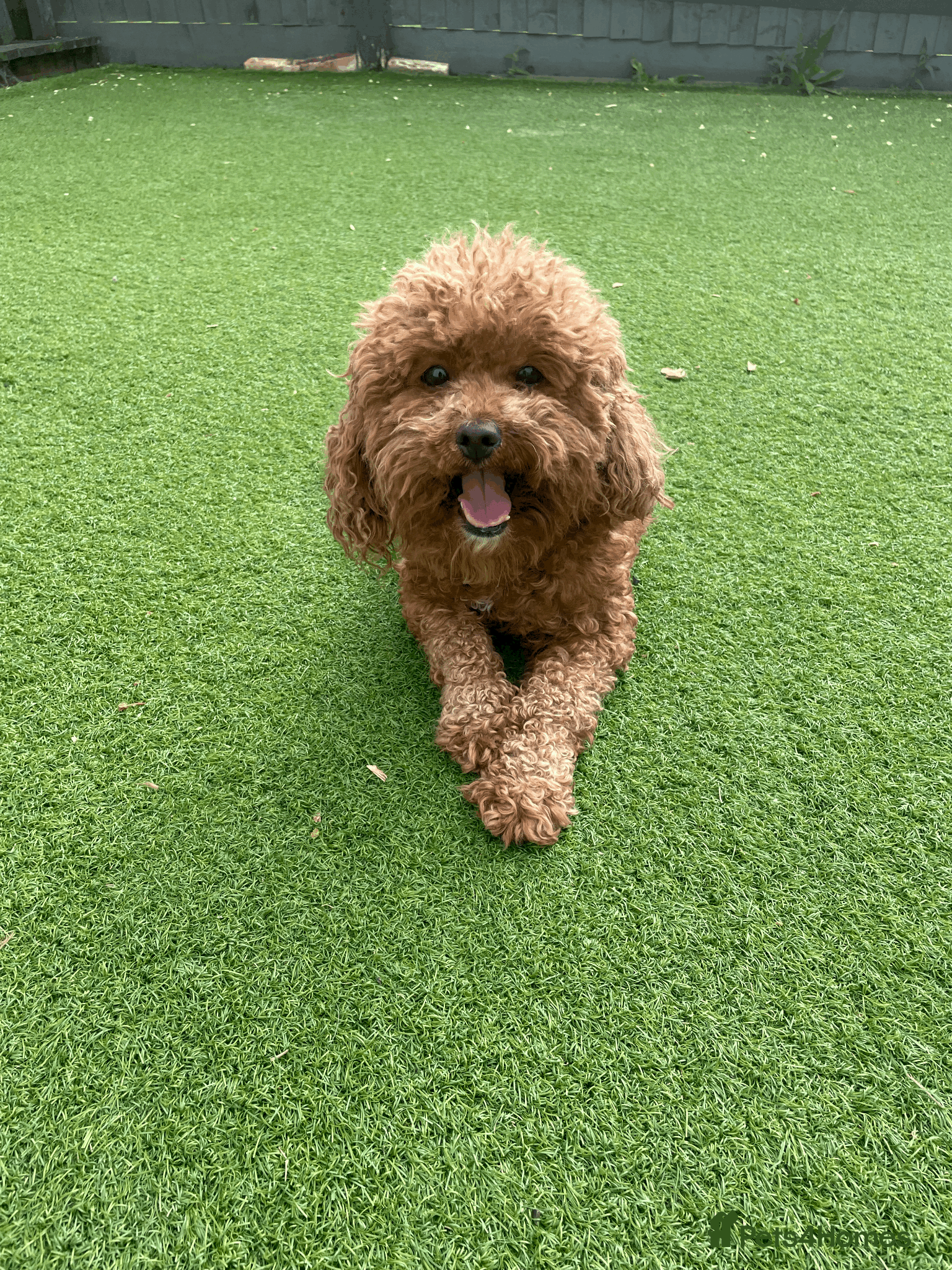 Cavapoochon dogs 3 yr old female Cavapoochon. Rehoming - Advert 3