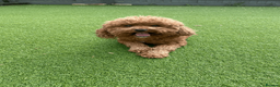 Cavapoochon dogs for sale: 3 yr old female Cavapoochon. Rehoming in Peterborough - Advert 1