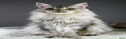 Maine Coon cats for sale: Octavia & Freya  - Advert 15