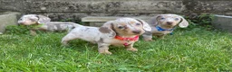 Miniature Dachshund dogs for sale: Miniature dachshund boys and girls  - Advert 7