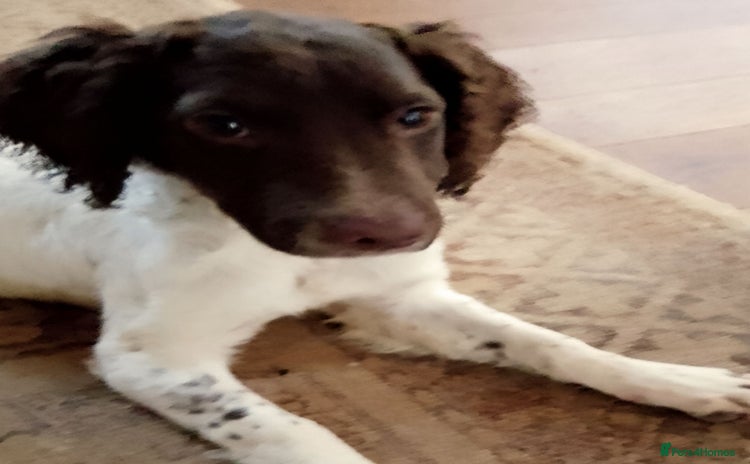 English Springer Spaniel dogs - Advert 7