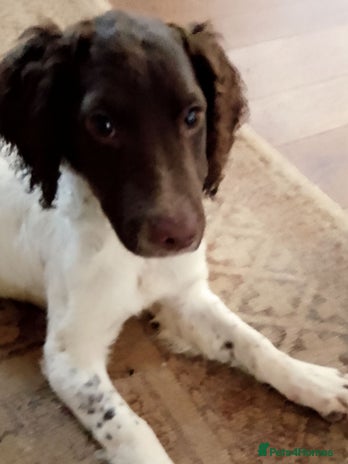 English Springer Spaniel dogs - Advert 2