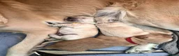 Golden Retriever dogs for sale: 5 Beautiful Golden Retriever's  - Advert 22