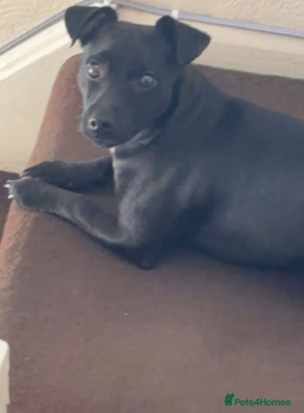 Patterjack dogs Coco - Jack Russel X Patterdale - Advert 1