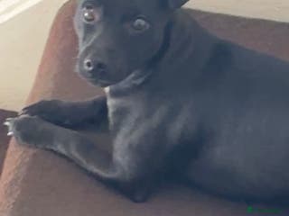 Patterjack dogs Coco - Jack Russel X Patterdale - Advert 8