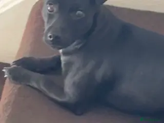 Patterjack dogs Coco - Jack Russel X Patterdale - Advert 18