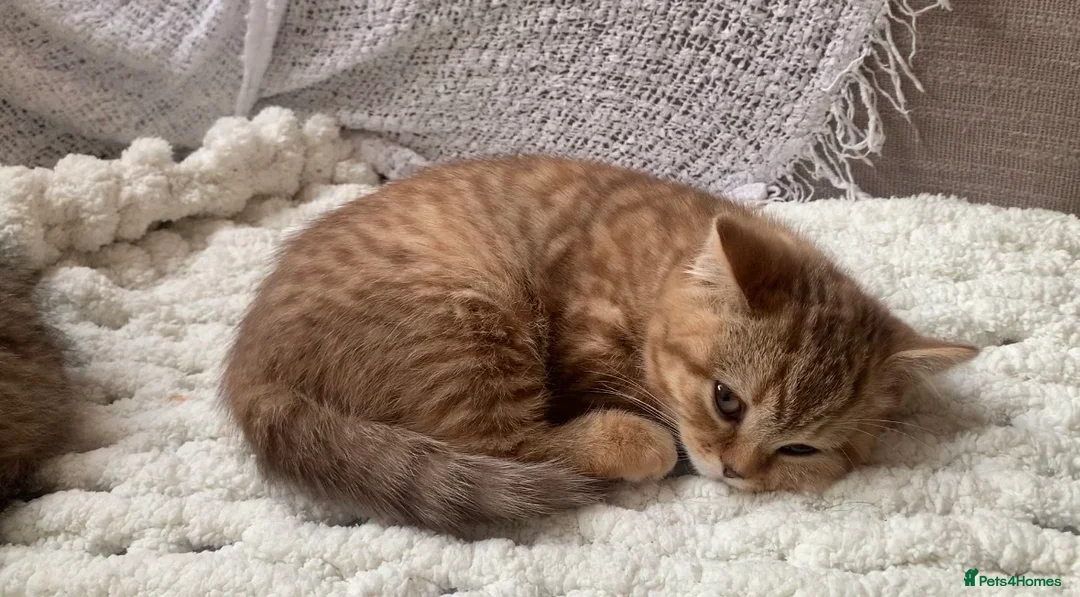 British Shorthair cats for sale: Pedigree tabby British shorthair lilac chocolate  - Advert 5