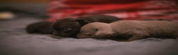 Chihuahua dogs for sale: KC Reg short-hair Chihuahua apple-headed puppies - Advert 19