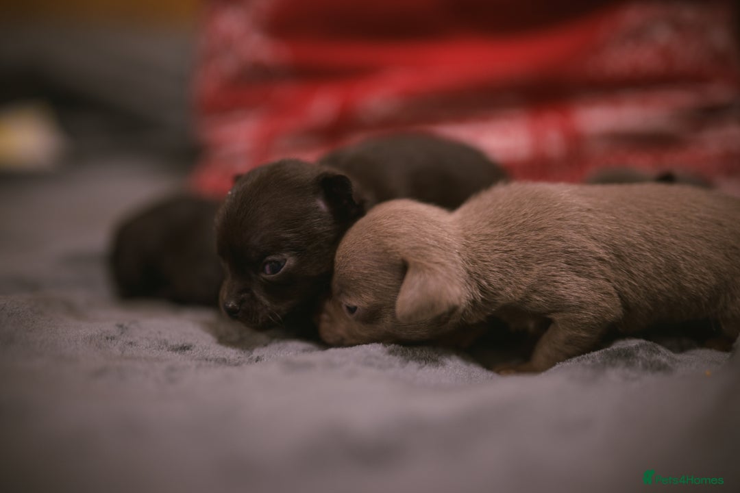 Chihuahua dogs for sale: KC Reg short-hair Chihuahua apple-headed puppies - Advert 19