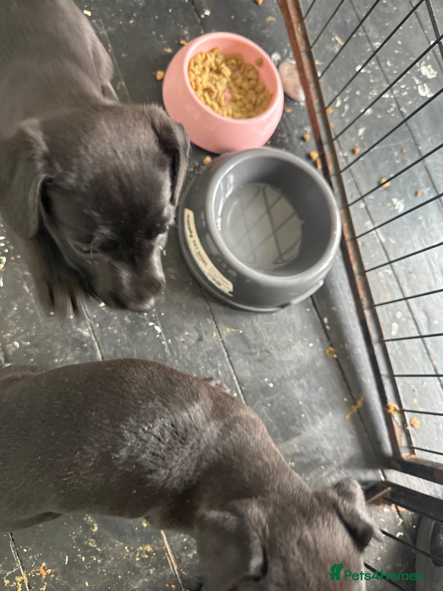 Patterdale Terrier dogs Patterdale 7 week - Advert 5