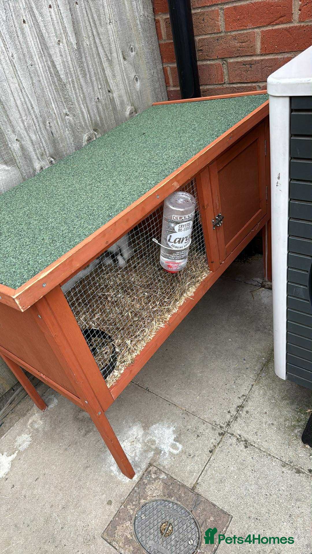 English Lop rabbits for sale: 2x rabbits for sale - both girls  - Image 3