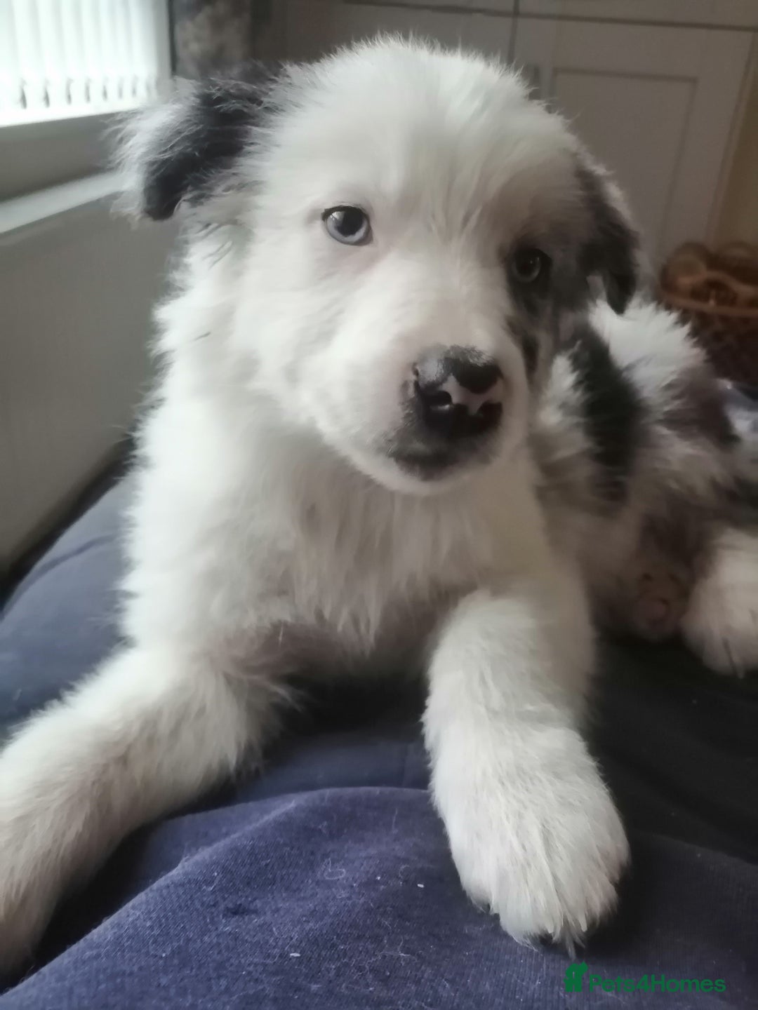 Border Collie dogs for sale: Blue merle pups - Advert 2