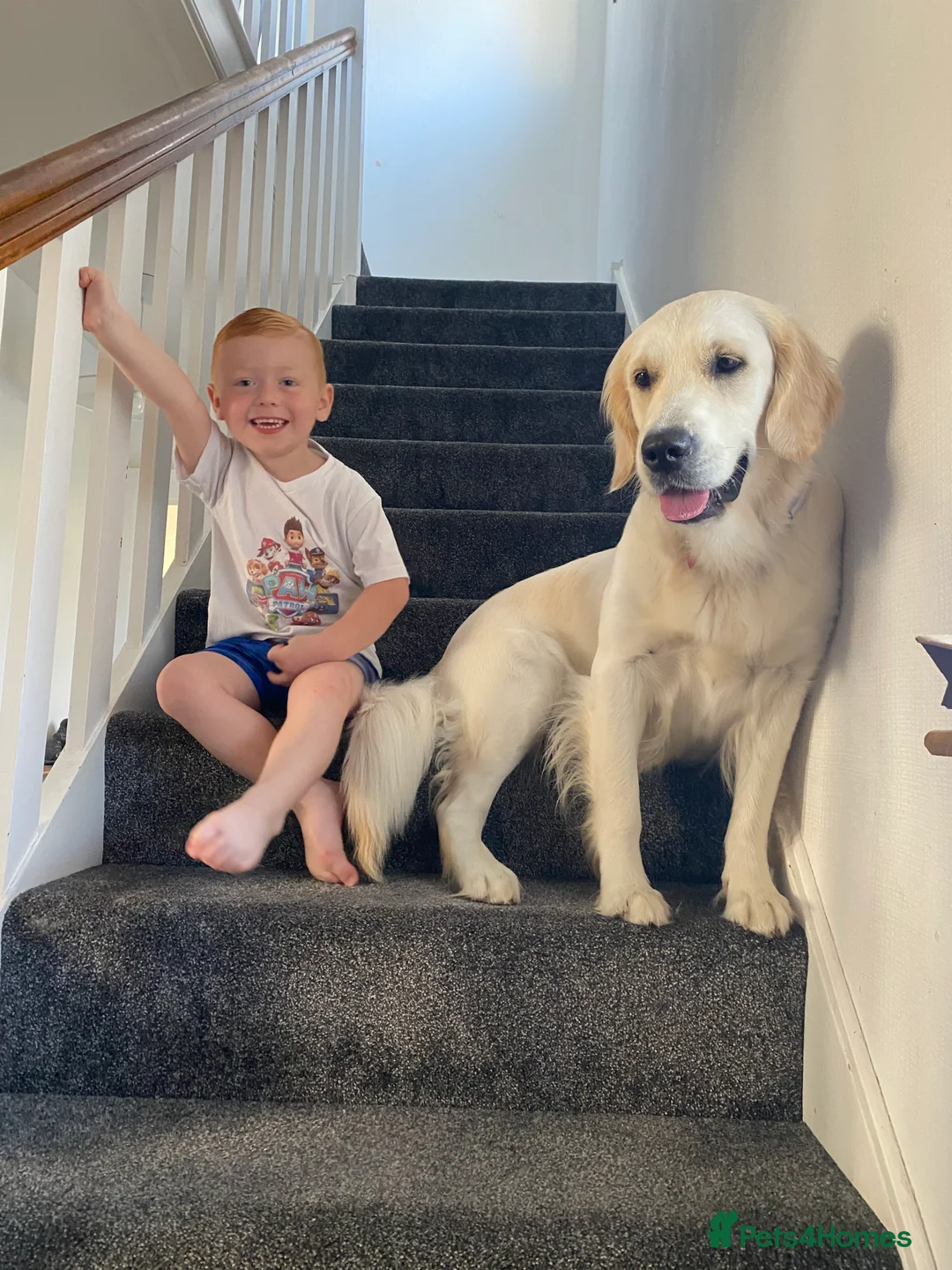 Golden Retriever dogs for stud: We are looking for a male golden retriever stud  - Advert 5