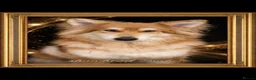 German Shepherd dogs for sale: Shawhead Shepherds  - Advert 28