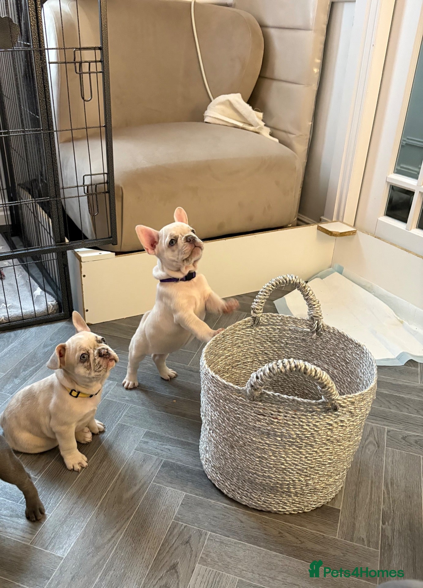 French Bulldog dogs French bulldog puppies ready for their new home  - Advert 2