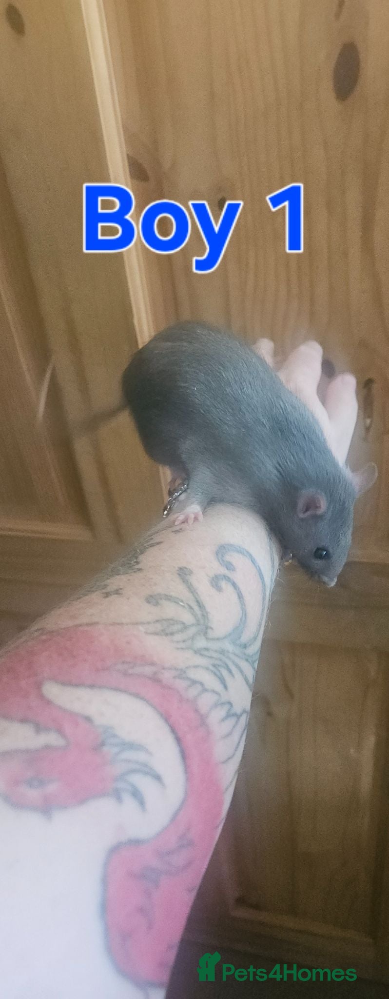Rat rodents Young rats for sale - Advert 1