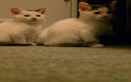 Domestic Shorthair cats for sale: 5 Super Sweet Kittens  - Image 4