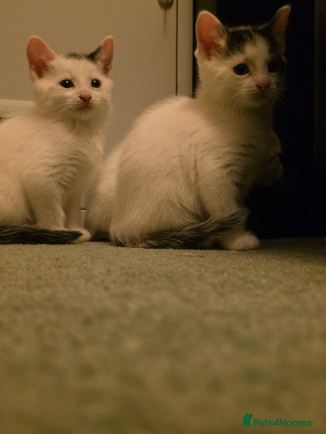 Domestic Shorthair cats for sale: 5 Super Sweet Kittens  - Image 4