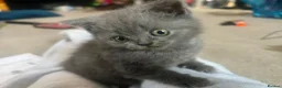 British Shorthair cats for sale: Beautiful British Shorthair kittens - Advert 6