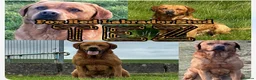 Labradoodle dogs for sale: Beautiful Labradoodle puppys - Advert 1