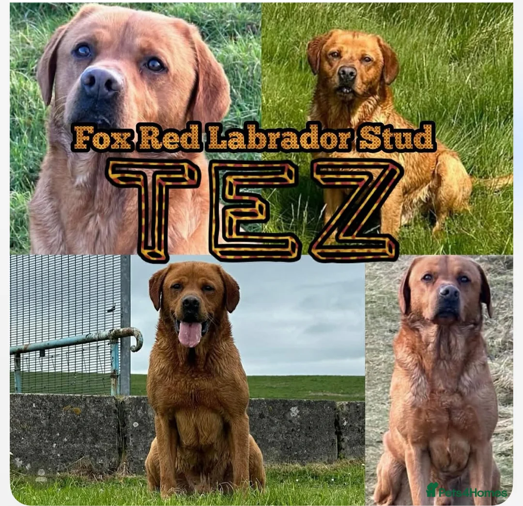Labradoodle dogs for sale: Beautiful Labradoodle puppys - Advert 1