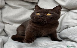 British Shorthair cats for sale: British Shorthair Chunky kittens - Image 31