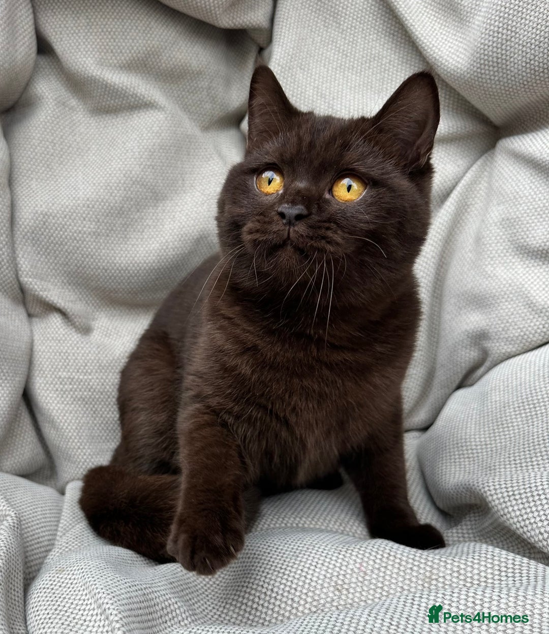 British Shorthair cats for sale: British Shorthair Chunky kittens - Image 31