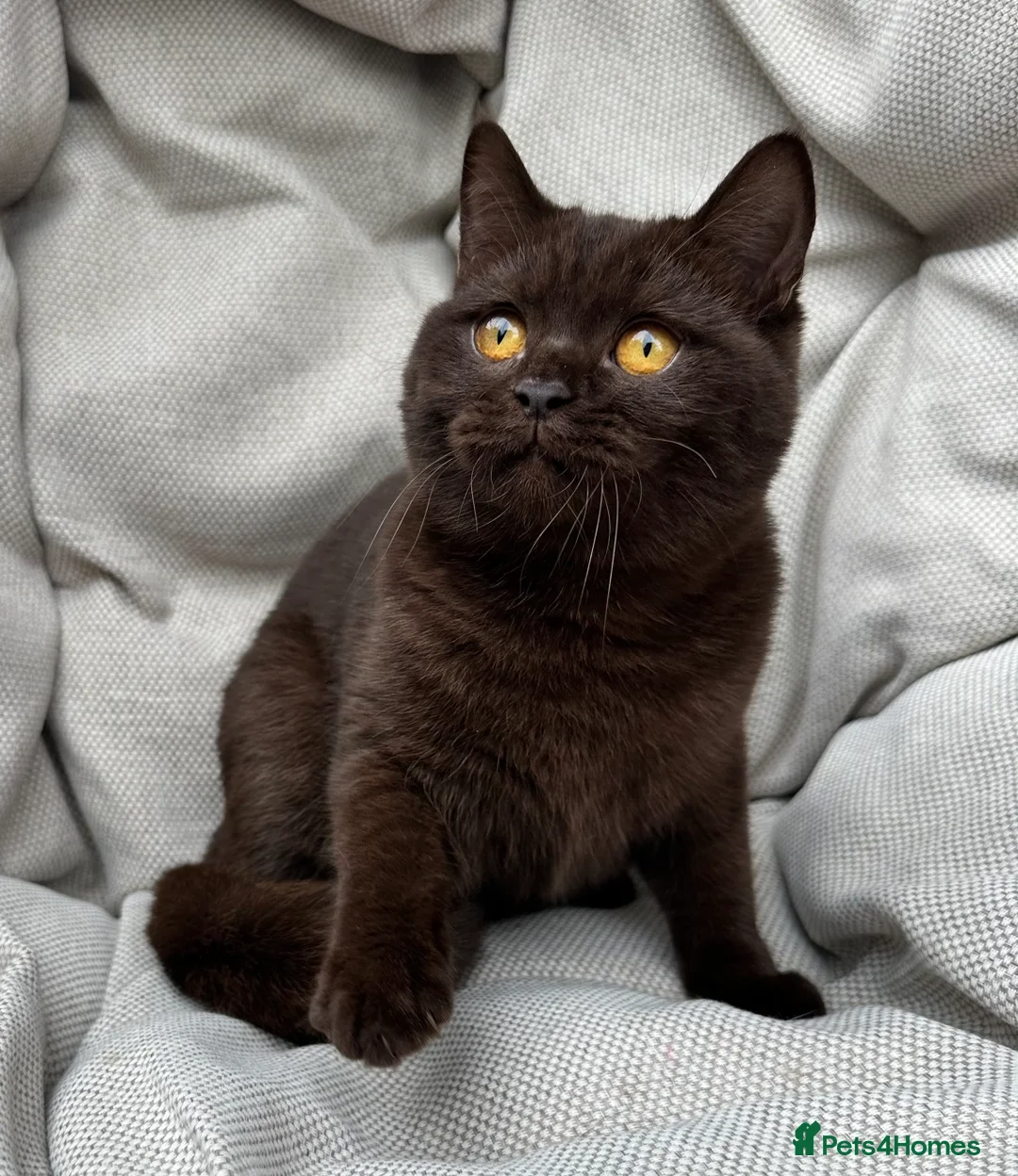 British Shorthair cats for sale: British Shorthair Chunky kittens - Advert 12